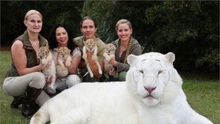 白狮虎首次诞生一胎四雄性 成最稀有狮虎兽种类