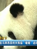 出生在马来西亚的大熊猫暖暖返回中国