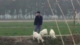 《极限挑战4》路透：张艺兴化身放羊娃 对羊跳舞惨遭无视