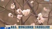 秦皇岛:傲骨梅花迎春绽放引来游客驻足观赏资讯高清正版视频在线观看–爱奇艺