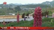 贵阳:50万株鲁冰花竞相盛开资讯搜索最新资讯爱奇艺