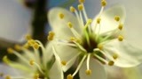 鲜花利用昆虫来辅助完成授粉 延时摄影表现花卉绽放的过程