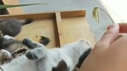 猫猫的生活生活高清正版视频在线观看–爱奇艺