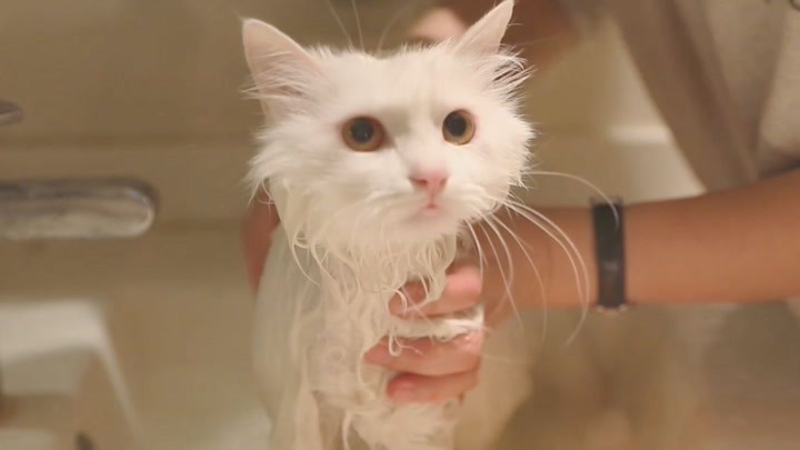 小猫咪的精致沐浴，洗到变形也要保持优雅