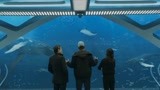 李冰冰烂片之一《巨齿鲨》，为了杰森去看，这剧情什么鬼