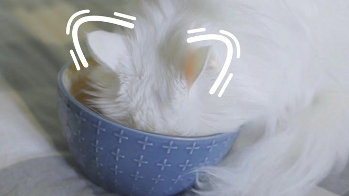 猫咪吃货心得：不把整张脸埋在碗里的都不是认真吃饭