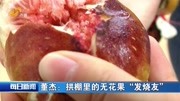 寿光33岁小伙 种无花果带动村民共同致富资讯搜索最新资讯爱奇艺