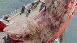 绝命巨齿鲨被捕 杀完一条还有一条？