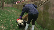 熊猫宝宝霸占扫把玩耍，被奶妈抢走后，小家伙开始不乐意了