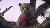 地震过后熊熊只找到了叔叔的帽子  熊熊伤心啊