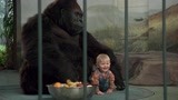 小宝宝居然跑到大猩猩的笼子里去了！ 三个男子吓出猪叫了
