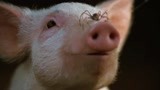 一只猪猪和一只蜘蛛的友谊 跨越种族的友情果然都不被支持