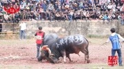 从江县最大的斗牛场之一,也引来四面八方的客人前来观看斗牛旅游完整版视频在线观看爱奇艺