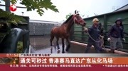 通关可秒过 香港赛马直达广东从化马场资讯搜索最新资讯爱奇艺