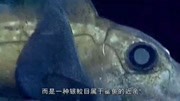 盘点那些奇葩的海洋生物!幽灵鲨用头部交配!生活完整版视频在线观看爱奇艺