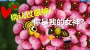 《【小兔子】美味星球 美味海洋系列 小游戏》第20190525期【小兔子】美味星球:美丽的邂逅?看我迷人的小眼神~游戏游戏完整版视频在线观看爱奇艺