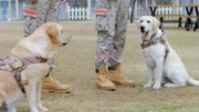 神犬小七3第36集电视剧全集完整版视频在线观看爱奇艺