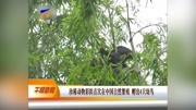 珍稀动物彩鹮首次在中国自然繁殖资讯高清正版视频在线观看–爱奇艺