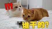 《【喵来啦】猫咪大挑战》第20190901期猫咪在床上拉屎被抓,猫:只要我埋的够快,妈就不知道是我干的生活完整版视频在线观看爱奇艺