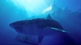 鲨海：女孩海中笼子下潜，观海底世界，惊现大白鲨出没！
