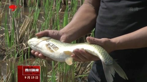 达州:稻田鱼喜迎丰收