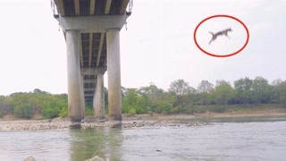 马犬从50米高的桥上跃下 拉布拉多犬拼死搜救！