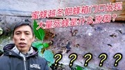 蜜蜂越冬期,为什么大量蜜蜂死在蜂箱门口?告诉你3个原因!生活完整版视频在线观看爱奇艺