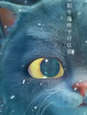 斑布猫