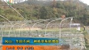 凤山:冬田不闲 种植草莓助增收资讯搜索最新资讯爱奇艺