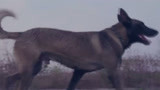 战狼犬：微笑误上贼船，被五花大绑，下一秒展开狗狗级自救！