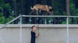 战狼犬：武鹏收养狼犬，在训犬基地，狼犬仿佛找到了自己的人生！