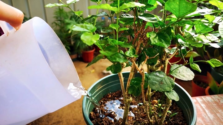 给茉莉花浇水有讲究,谨记这2点,浇好就简单了