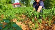 辣椒这样打枝,一年四季摘不完的辣椒,记住这一点,一棵树顶10棵生活完整版视频在线观看爱奇艺