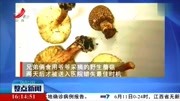 湖南:一家四口吃蘑菇中毒 两男童不幸身亡资讯完整版视频在线观看爱奇艺