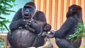 猩猩夫妇带宝宝，像极了人类的日常，猩爸竟然是护娃狂魔！