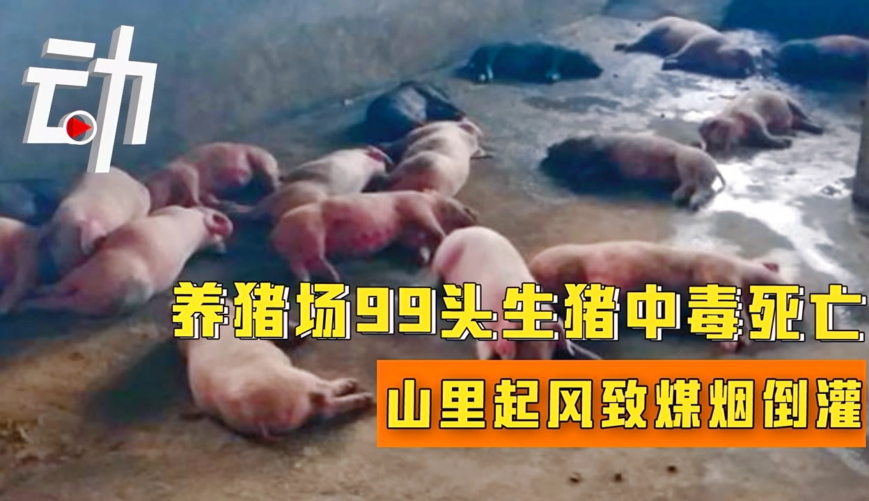 迷奸 死猪 