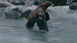 追鹰日记：老鹰狩猎失败，坠入水中，竟瞬间丢失飞行能力