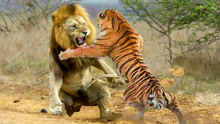 科学家把老虎带到非洲，成为狮子的对手，差点影响非洲的生态平衡