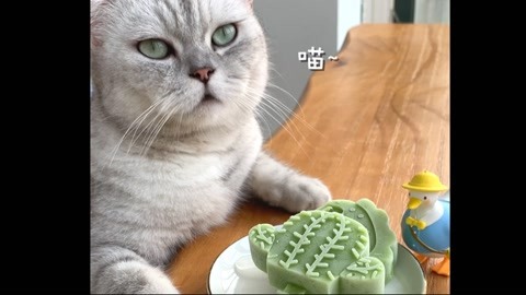 料理猫王的深夜食堂_20210403期-生活-高清正版影音线上看-爱奇艺台湾