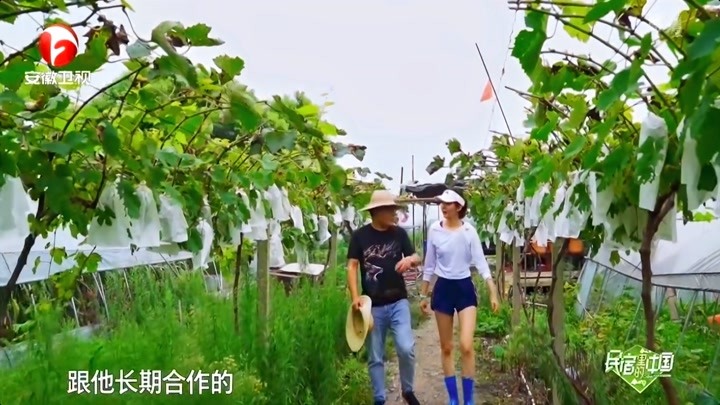 主理人带黄胜楠来采摘园，采摘新鲜的西瓜和火龙果｜民宿里的中国