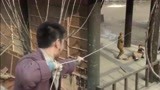 猎豹：鬼子要杀我军长官，怎料高手飞索定住他，鬼子要惨了