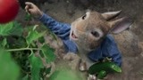 比得兔：兔子偷蔬菜还这么嚣张，被农场主发现，这下完蛋了！