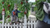 比得兔2：汤米偷西红柿，本以为他只偷了一个，看完都惊呆了