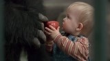 小鬼当街：大猩猩给宝宝分享食物，把劫匪看呆，太逗了