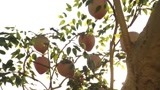 西游记：王母召开蟠桃盛会，七仙女来摘桃子，却被这泼猴给吃光了