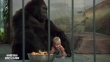 小鬼当街：宝宝跑进动物园，与猩猩玩耍，把绑匪吓死了