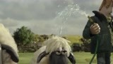 小羊肖恩：主人放水太不走心，一下子帮小羊洗了个头！