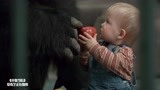 小鬼当街：大猩猩给宝宝分享食物，把劫匪看呆，太搞笑了