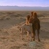 哭泣的骆驼
