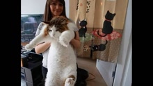 世界上体型最大的猫
